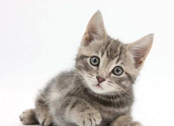 小猫喂养全攻略! 养一只健康可爱的小猫咪需要知道的6件事情