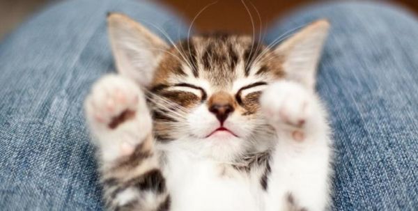 小猫喂养全攻略! 养一只健康可爱的小猫咪需要知道的6件事情