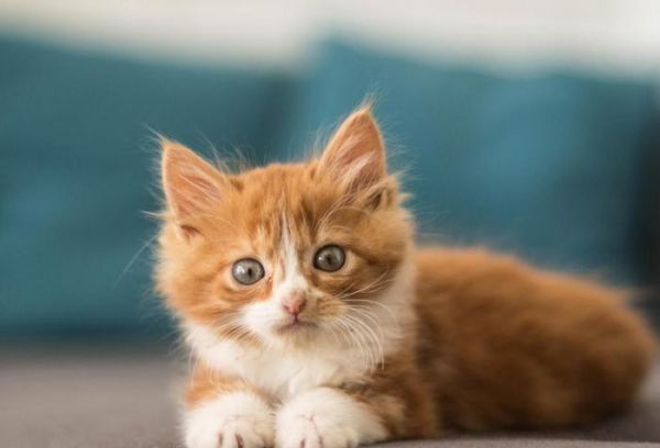 小猫喂养全攻略! 养一只健康可爱的小猫咪需要知道的6件事情
