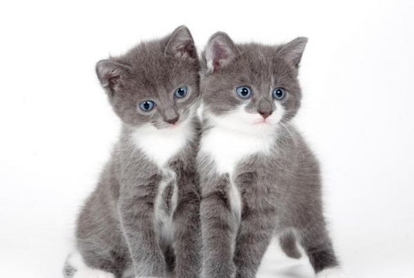 小猫喂养全攻略! 养一只健康可爱的小猫咪需要知道的6件事情