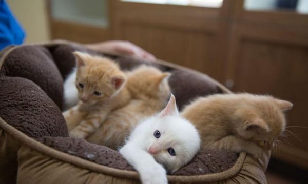 小猫喂养全攻略! 养一只健康可爱的小猫咪需要知道的6件事情