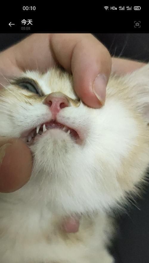 猫咪口腔健康指南——预防牙齿发黄断裂、牙龈红肿（从猫咪口腔健康出发）