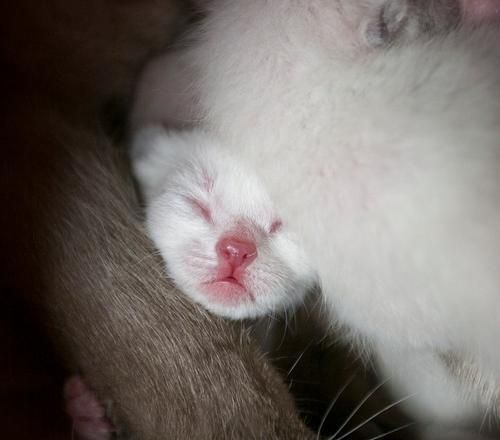 新手养猫必读，猫妈妈生小猫需要注意什么（宠物家庭必看，猫宝宝健康成长指南）