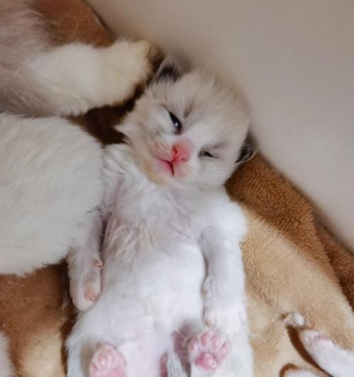 新手养猫必读，猫妈妈生小猫需要注意什么（宠物家庭必看，猫宝宝健康成长指南）