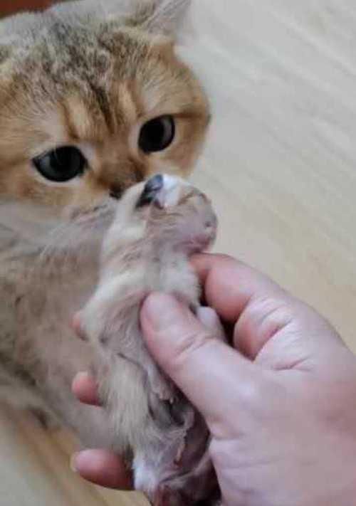 新手养猫必读，猫妈妈生小猫需要注意什么（宠物家庭必看，猫宝宝健康成长指南）