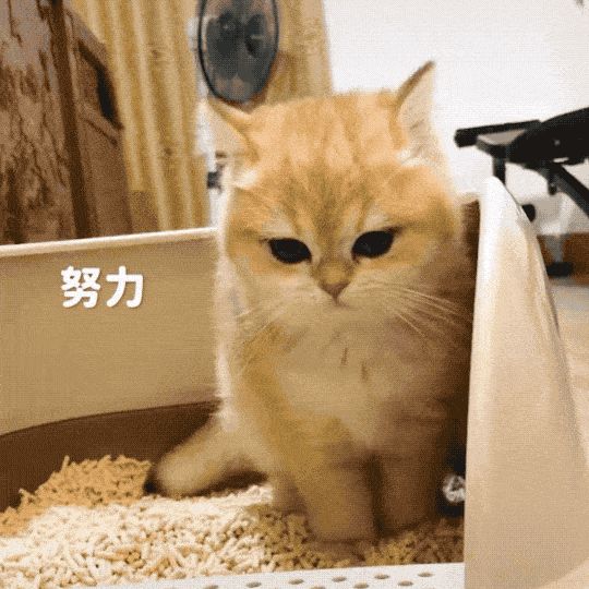 1~12 月猫咪如何饲养？| 养猫必备指南 