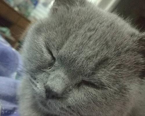 猫咪的眼屎问题（探究猫咪上火后眼屎过多的原因和解决方法）