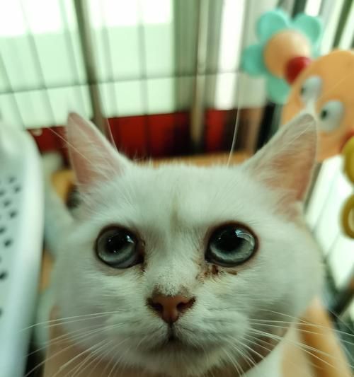 猫咪的眼屎问题（探究猫咪上火后眼屎过多的原因和解决方法）