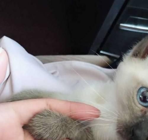 猫咪的眼屎问题（探究猫咪上火后眼屎过多的原因和解决方法）