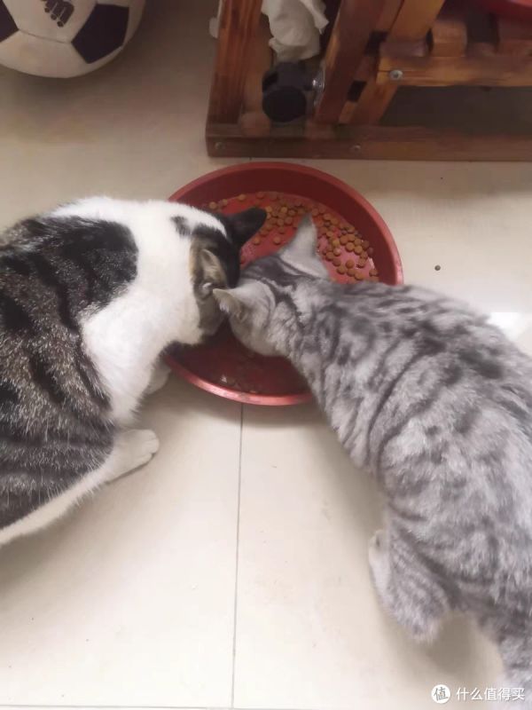 宠物猫养护攻略：科学喂养，轻松养成健康猫儿