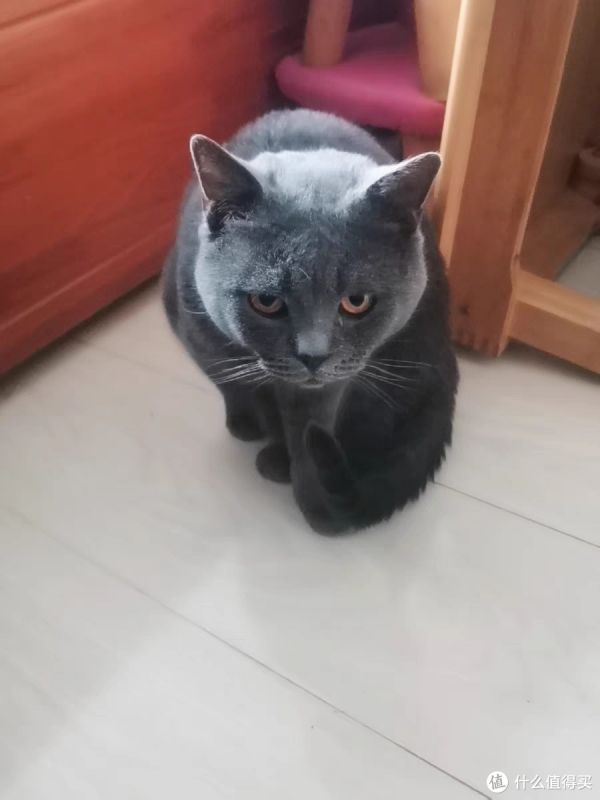 宠物猫养护攻略：科学喂养，轻松养成健康猫儿