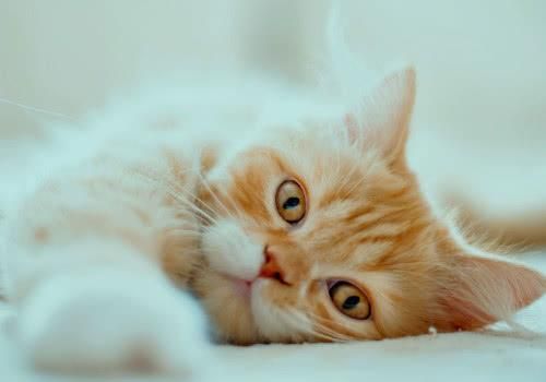 养猫小常识送给爱猫的你，猫咪这样养，越养越健康！