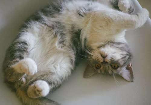 养猫小常识送给爱猫的你，猫咪这样养，越养越健康！