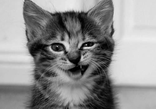 养猫小常识送给爱猫的你，猫咪这样养，越养越健康！