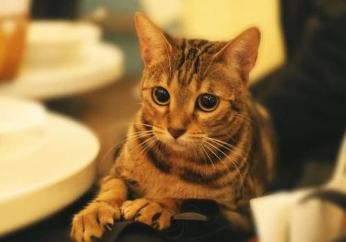 养猫小常识送给爱猫的你，猫咪这样养，越养越健康！