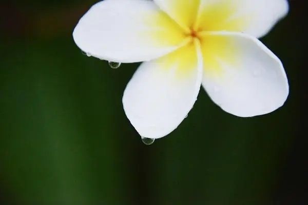 新華保險(xiǎn)健康無(wú)憂(yōu)c款重大疾病