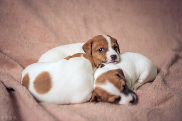 买狗狗怎么看健不健康