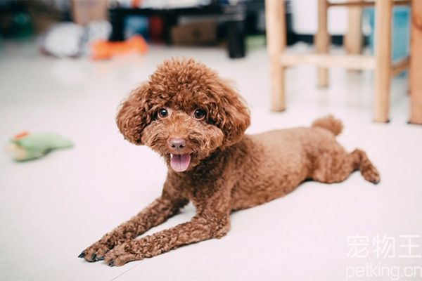 泰迪犬健不健康