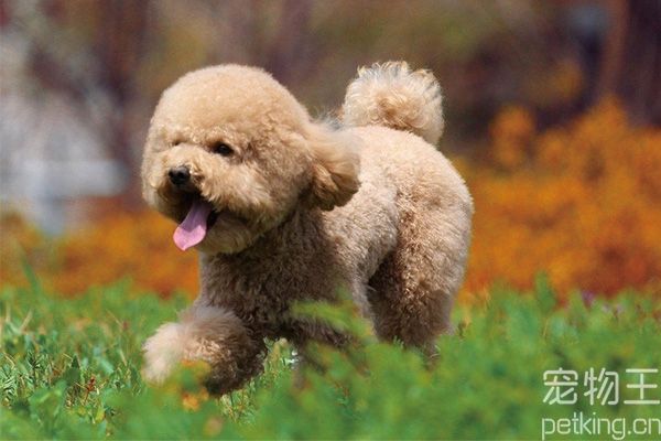 泰迪犬健不健康