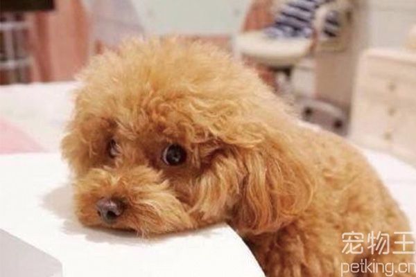 泰迪犬健不健康