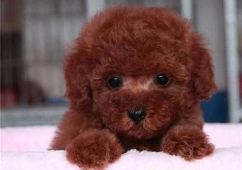 如何判断一只狗是不是纯种犬（从外貌特征到饲养记录的分析）
