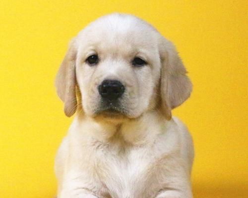 如何判断一只狗是不是纯种犬（从外貌特征到饲养记录的分析）