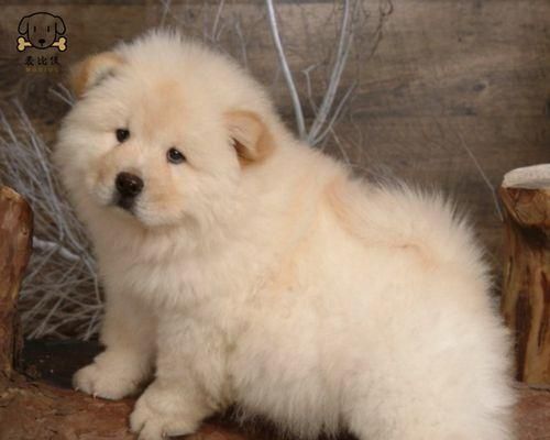如何判断一只狗是不是纯种犬（从外貌特征到饲养记录的分析）
