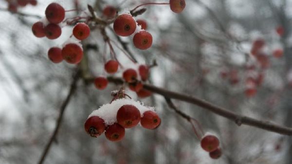 樱桃的十大好处是什么
