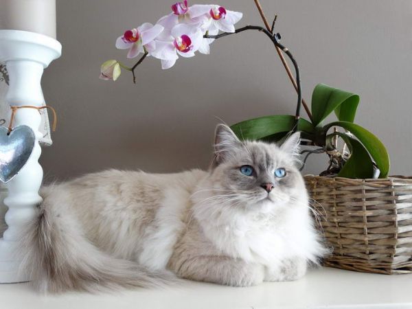 如何饲养布偶猫?养布偶猫要知道的8件事介绍