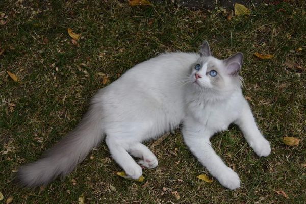 如何饲养布偶猫?养布偶猫要知道的8件事介绍