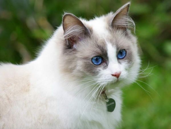 如何饲养布偶猫?养布偶猫要知道的8件事介绍