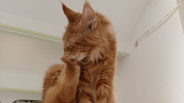一岁布偶猫喂养指南：科学搭配，健康成长