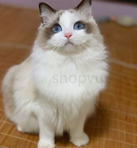 布偶猫怎么养