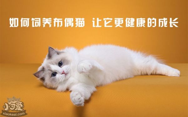 小可爱宠物网_布偶猫_如何饲养布偶猫，让它更健康的成长