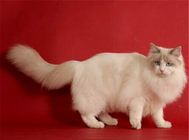 布偶猫常见的眼睛疾病