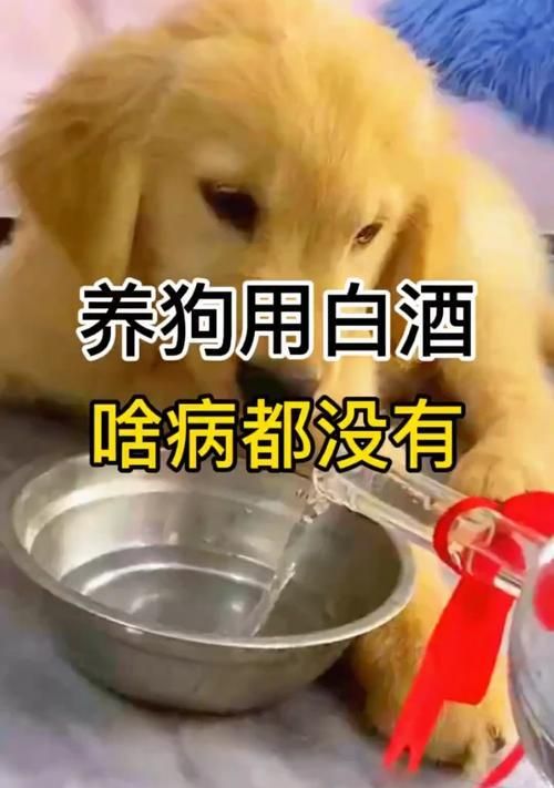 如何判断宠物狗是否生病（一份详细的检查清单，助您发现狗狗的健康问题）