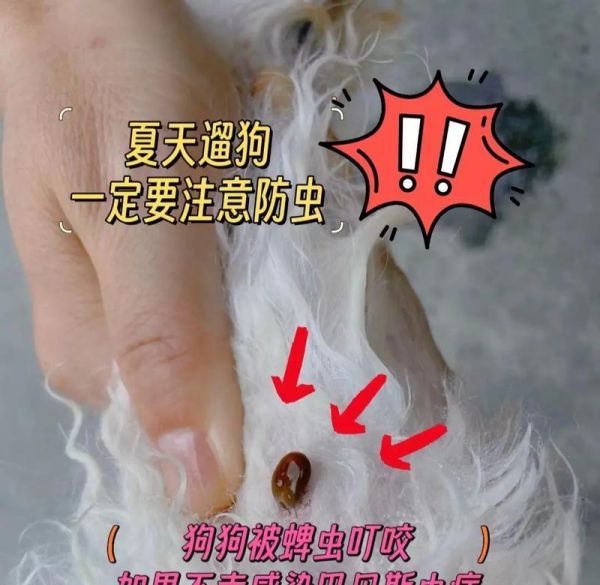 如何判断宠物狗是否生病（一份详细的检查清单，助您发现狗狗的健康问题）