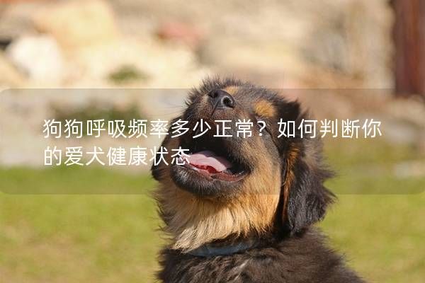 狗狗呼吸頻率多少正常？如何判斷你的愛犬健康狀態(tài)