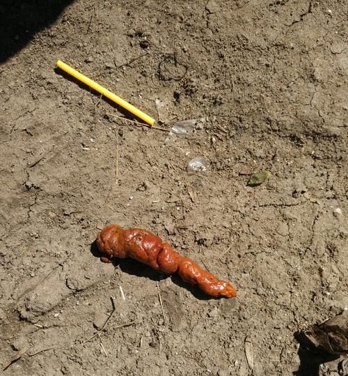 如何判斷狗狗的便便是否正常（從形狀、顏色、氣味等方面看狗狗的健康狀況）