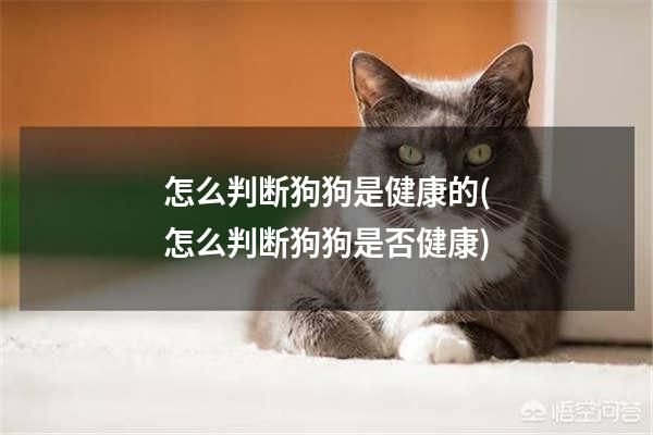 怎么判斷狗狗是健康的(怎么判斷狗狗是否健康)