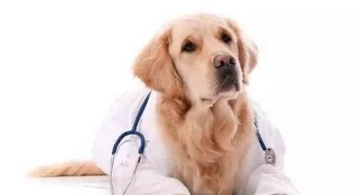 如何從糞便判別狗狗是否健康？