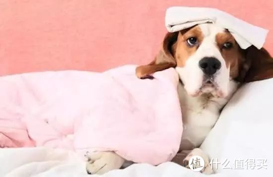 今日小知识—判断狗狗是否生病