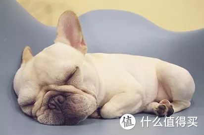 今日小知识—判断狗狗是否生病
