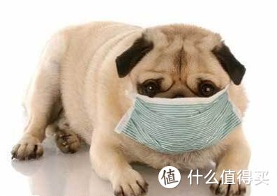 今日小知识—判断狗狗是否生病