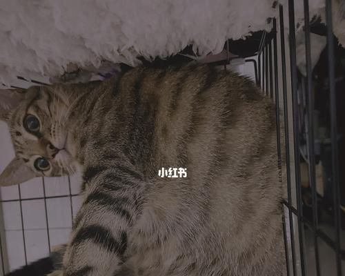 貓咪的體力消耗及健康保?。▽櫸镓堖涞倪\(yùn)動(dòng)量與健康）