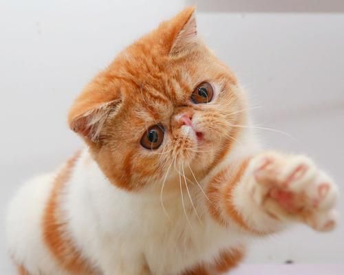 宠物小猫的健康检查：关注这些细节，让你的小猫健康成长
