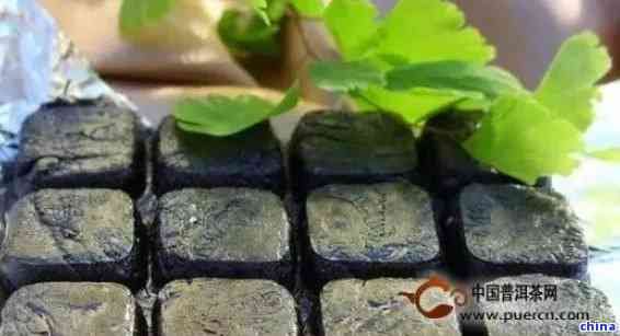 自制普洱茶膏的完美配方：詳細步驟與心得分享