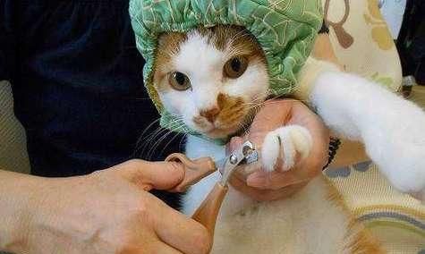 如何安全减脐带——宠物猫咪分娩技巧（详解猫咪分娩的过程及注意事项）