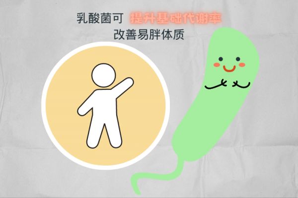 美大學(xué)研究發(fā)現(xiàn)，乳酸菌可幫助改善易胖體質(zhì)