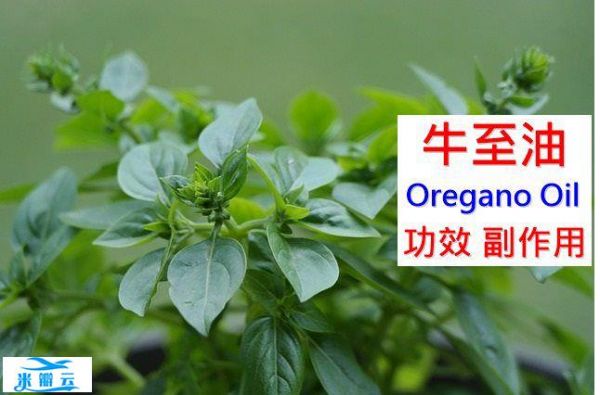 牛至油的5種功效與副作用（10點(diǎn)使用禁忌請小心）-第1張圖片
